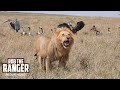 Vultures Feed On A Lion's Buffalo Meal | Maasai Mara Safari | Zebra Plains