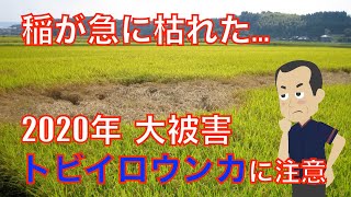 【病害虫解説】稲のトビイロウンカ