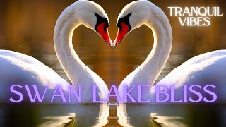 🌅 SWAN LAKE BLISS 🦢/TRANQUIL VIBES🎵 Relaxing Music for Peace \u0026 Serenity 🌿