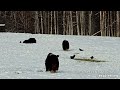 pesky raven teases 169 kiwi the muskox 2022 11 17 explore.org