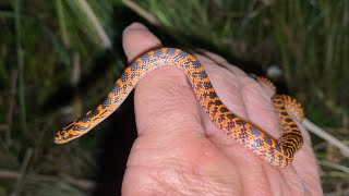 능구렁이 Lycodon rufozonatus (Red-banded snake) - Snake Rescue