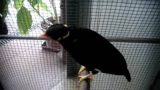 Laughing mynah bird