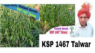 KSP 1467 Talwar Hybrid Chilli  farmer Roop ji / Hari Kushalpura Banswara Rajasthan