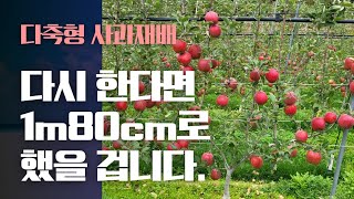 다축형사과재배 다시 한다면 1.8m로 심었을겁니디. 경남 밀양시 이준희 대표님 3년 경험담.