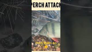 Perch saldırı anı - Perch saldırısı