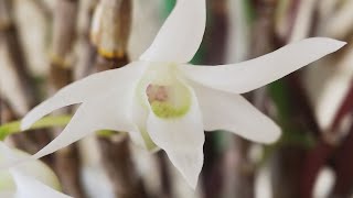 An introduction to Dendrobium moniliforme😌🤲💞