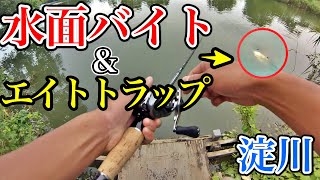 【淀川バス釣り】水面へ飛び出すワームにデカバス猛烈バイト！！