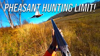 Pheasant Limit Hunting with a Side by Side Shotgun!