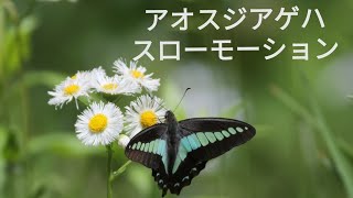 アオスジアゲハ／Common Bluebottle