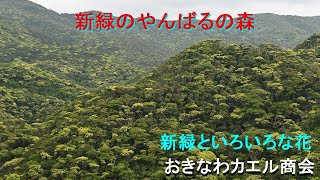 【4K】新緑とイボイモリ