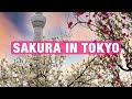 Best Places to View Cherry Blossoms in Tokyo Japan 🌸 Spring Travel Tips