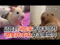 阿嬤養的鼠！寄宿半月 「整隻胖成球」炸出腰間肉🐹｜寵物動物｜黃金鼠｜精選影片