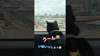 「うん」という返事が可愛すぎる猫【天才お喋り猫】 #しゃべる猫