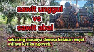 contoh hasil buah sawit tanam bibit abal vs sawit unggul ketika masa ngetrek dimasa dewasa,