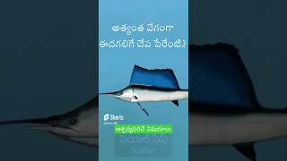 అత్యంత వేగంగా ఈదగలిగే చేప పేరేంటి.? | Top5 interestingfacts in telugu#facts#factshorts#vrfactstelugu