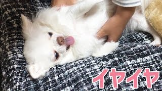 もう動きたくないワン！新しいコタツ布団を気に入って、喜んでいる犬