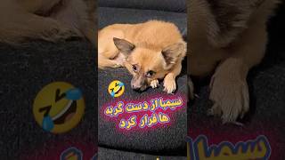 سیمبا از دست #گربه ها مظلوم شده 🤣🐶 #doglover #funnyanimal