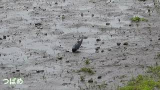 愛鳥週間　二子玉川公園　野鳥観察日記　雨にも負けず　2022年5月13日