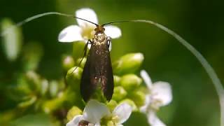 花の蜜を吸うクロハネシロヒゲナガ Nemophora albiantennella