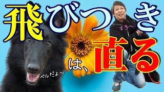 【犬のしつけ】飛びつき癖を直そう！