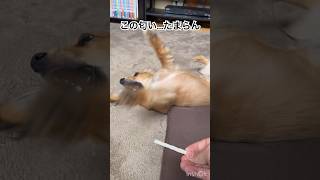 大好きな歯磨きガムの登場でテンション爆上がりするチワックス！#チワックス #愛犬 #歯磨きガム #テンション上がる