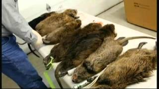 Rats the size of cats - ITV London News - 16th April 2016