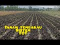 sistem tanam tembakau tanpa olah tanah