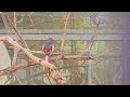 vogelkäfig im innenstadtpark für besucher