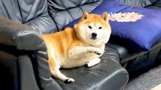 Shibe hits a paw on the ground when his owner is late