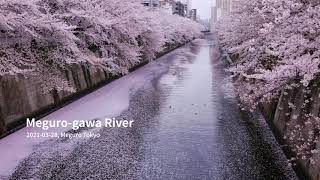 桜満開の目黒川 2021, 4K 60fps