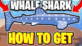 How To GET WHALE SHARK In Fisch! Roblox