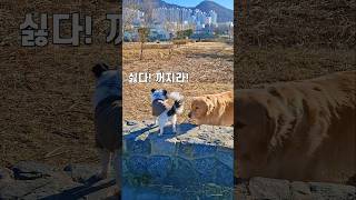 리트리버와 치와와는 친하게 지낼 수 있을까요?😂 #cutedog #funny #shorts