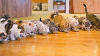 Fluffy Japanese Cat Cafe Experience in Tokyo | Mocha Lounge Ikebukuro
