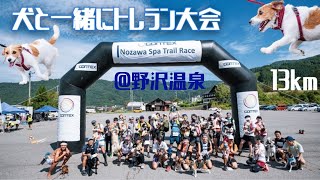 犬と出られるトレラン大会 13km　Nozawa Spa Trail Race 2023 ジャックラッセルテリア / Trail running race with dog in Japan