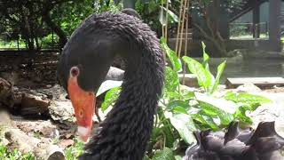 Black swan (Cygnus atratus)