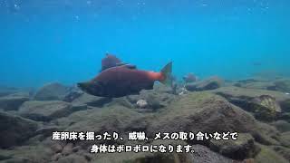 【屈斜路湖】ヒメマス水中映像