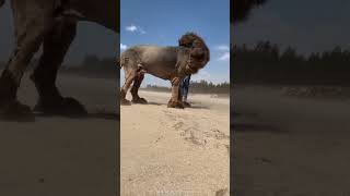 child with tibetan mastiff小孩带藏獒 #dog #animals #short #tibetandog #小狗 #藏獒 #mastiff