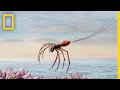 How Spiders Use Electricity to Fly | Decoder