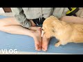 Woman and cute dog doing yoga stretches to lose weight.