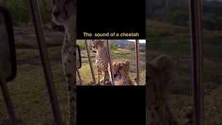 Confusing Real Cheetah's Sound