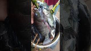 සුපිරි බඩු මචෝ වැලම 500/= | Thilapiya sri lankan famous fish #thilapia #fishing #fish