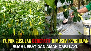 JANGAN ASAL-ASALAN KASIH PUPUK!!! TIPS PEMBERIAN PUPUK AGAR BUAH LEBAT DAN AMAN DARI LAYU