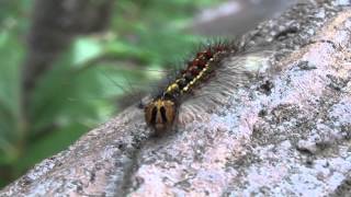 20140622　マイマイガの幼虫