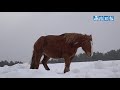 風雪、寒さに耐えじっと春待つ寒立馬／東通