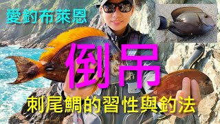 (10) 倒吊的習性與釣法【知魚不龜系列】