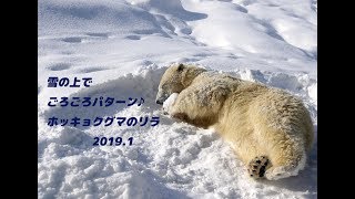 雪の上でごろごろぱたーん♪　ホッキョクグマのリラ　PolarBear　Lila