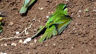 Gorgeous Blue cheeked bee-eaters sunnung/basking.