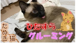 シャム猫のふくさんががひたすら毛づくろいをしていました【たぬき猫】