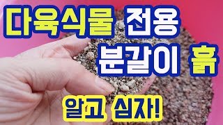 ★ 다육식물 전용 분갈이 흙 알아보기 ★