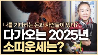 미리보는 2025년 소띠의 운세 '이것'만 주의한다면 좋은 운기의 을사년이 기다린다!